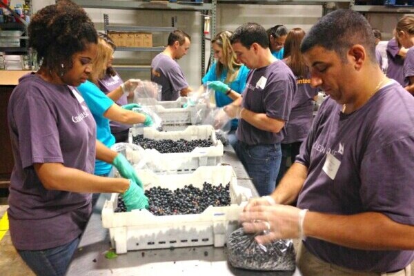 Group of volunteers sorting farm-donated blueberries into consumer packaging