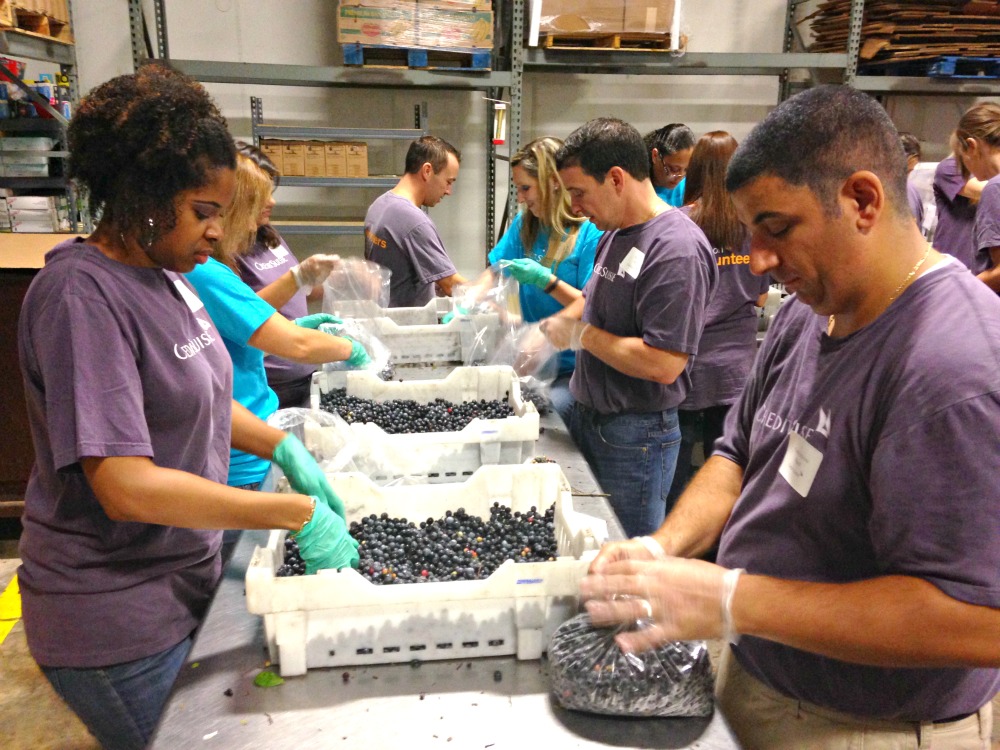 Volunteers Sort Blueberries