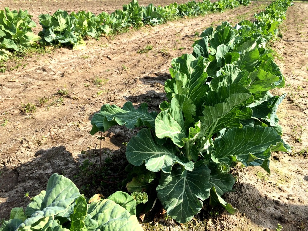 Photo of collards at the garden