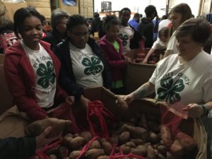 Pitt County 4-H volunteers sort potatoes on MLK Day